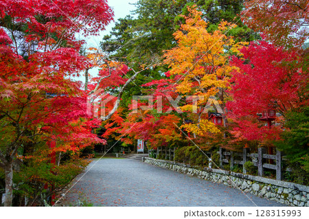 The approach to Kuwayama Shrine is covered in bright red autumn leaves 128315993