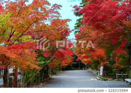 The approach to Kuwayama Shrine is covered in bright red autumn leaves 128315994