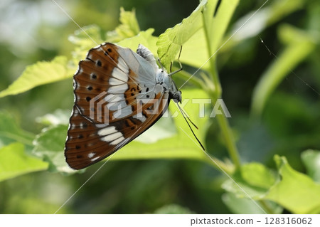 Living creatures, insects, a common blue butterfly, hiding on the underside of a leaf after being bothered by another individual. This is a female. Living creatures, insects, a common blue butterfly, hiding on the underside of a leaf after being bothered by another individual. This is a female. 128316062