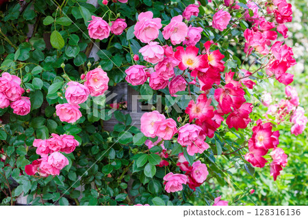 Beautiful pink cup rose flower blooming in the garden 128316136