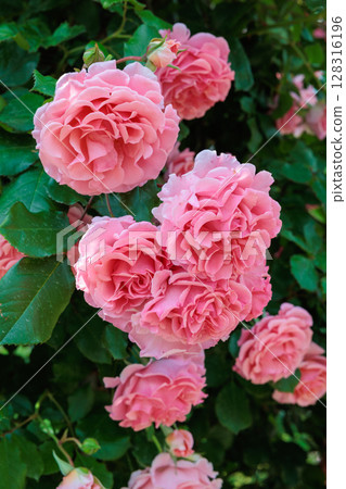 Beautiful pink rose flower blooming in the garden Beautiful pink rose flower blooming in the garden 128316196