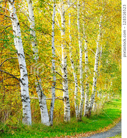 A row of white birch trees in Hokkaido creating a tranquil atmosphere in the deepening autumn 128316523