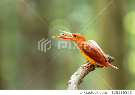 A ruddy kingfisher perches on a branch in the forest and eats a frog 128316538