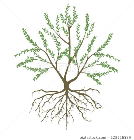 Manuka plant with roots and leaves on white. 128316589