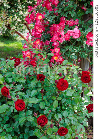 Beautiful red rose flower blooming in the garden Beautiful red rose flower blooming in the garden 128316605