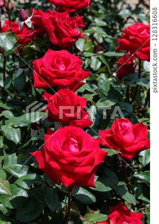 花園裡盛開的美麗紅玫瑰花 花園裡盛開的美麗紅玫瑰花 128316608