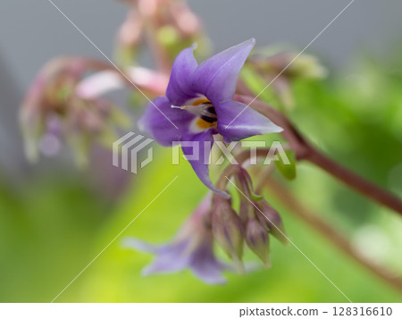 紫色星形Keiwa煙草 128316610