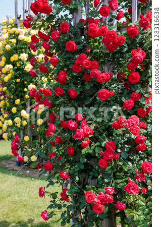 Beautiful red rose flowers blooming on a post in a garden 128316638