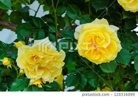 Beautiful yellow rose flower blooming in the garden Beautiful yellow rose flower blooming in the garden 128316899