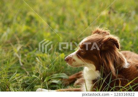 A brown and white dog is laying in the grass 128316922