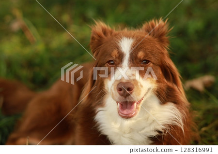 A brown and white dog is laying on the grass and smiling A brown and white dog is laying on the grass and smiling 128316991