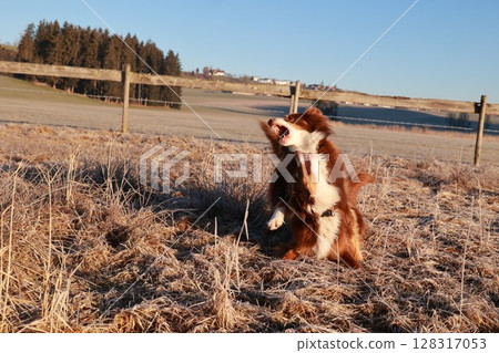 Brown and white dog is standing in a field with its mouth open 128317053