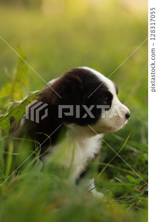 A small black and white dog is sitting in the grass A small black and white dog is sitting in the grass 128317055