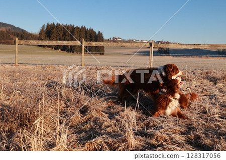 Two dogs playing in a field with a fence in the background Two dogs playing in a field with a fence in the background 128317056