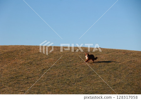 Dog is running on a grassy hill 128317058