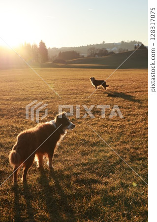 Two dogs are standing in a field with the sun shining on them Two dogs are standing in a field with the sun shining on them 128317075