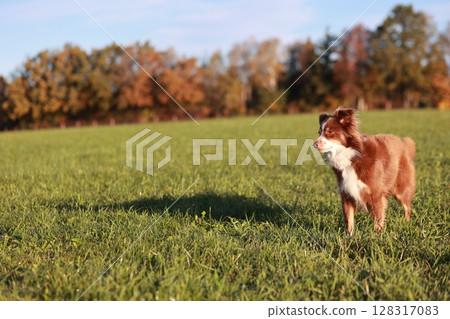A brown and white dog is standing in a grassy field 128317083
