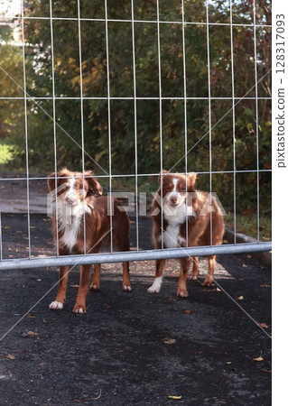 Two dogs standing in front of a fence 128317093