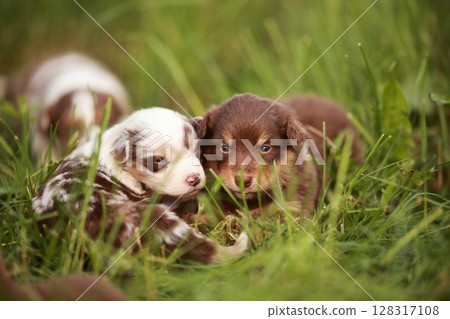 Two puppies are laying in the grass, one brown and one white Two puppies are laying in the grass, one brown and one white 128317108