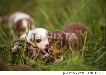Group of puppies are playing in the grass Group of puppies are playing in the grass 128317110