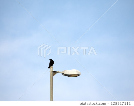crow perched on a street lamp 128317111