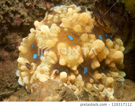 A sea slug mimicking the surrounding rocks 128317112