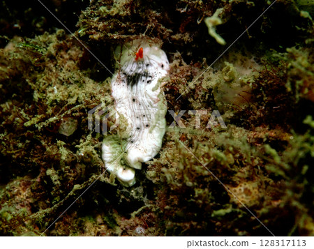 A crushed maiden sea slug 128317113