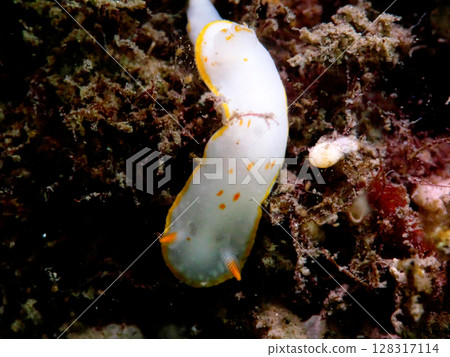 White Snow Sea Slug 128317114