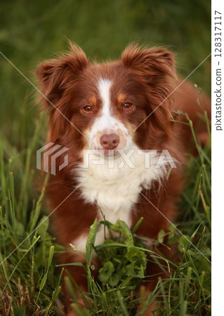 Brown and white dog is laying in the grass Brown and white dog is laying in the grass 128317117