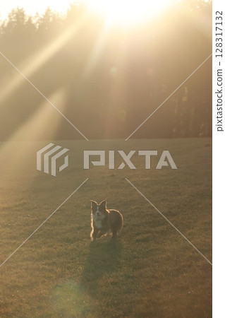 Dog is standing in a field of grass with the sun shining on it Dog is standing in a field of grass with the sun shining on it 128317132