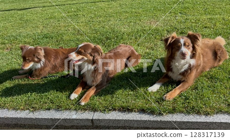Three brown and white dogs are laying on the grass next to a sidewalk Three brown and white dogs are laying on the grass next to a sidewalk 128317139