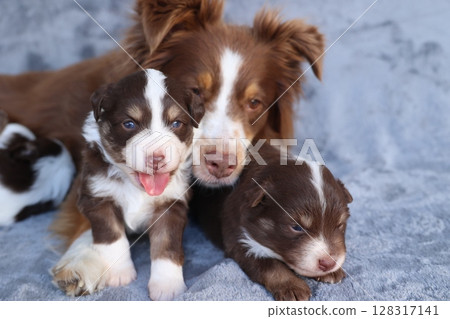 A mother dog and her two puppies are laying on a blanket A mother dog and her two puppies are laying on a blanket 128317141