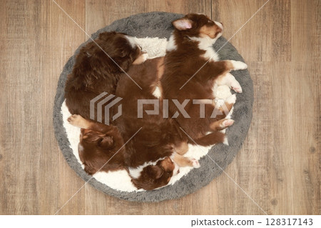 A group of puppies are sleeping on a round rug A group of puppies are sleeping on a round rug 128317143