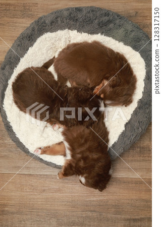 Three puppies are sleeping in a bed 128317150