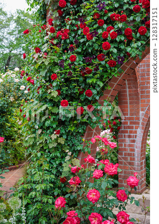 玫瑰園裡盛開著美麗的紅玫瑰和鐵線蓮花 128317151