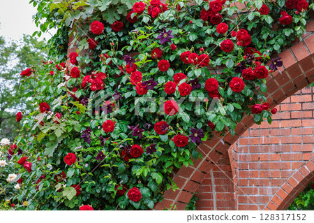 玫瑰園裡盛開著美麗的紅玫瑰和鐵線蓮花 玫瑰園裡盛開著美麗的紅玫瑰和鐵線蓮花 128317152