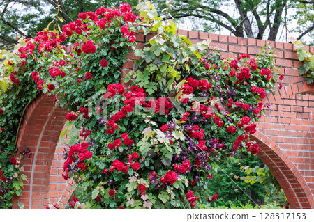 Beautiful red roses and clematis flowers blooming in the rose garden Beautiful red roses and clematis flowers blooming in the rose garden 128317153