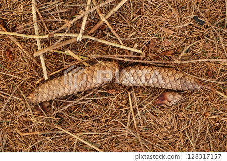 Two pine cones are laying on the ground in a pile of leaves Two pine cones are laying on the ground in a pile of leaves 128317157