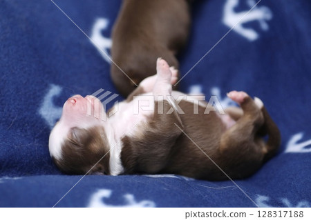 A puppy is sleeping on a blue blanket with a small anchor design A puppy is sleeping on a blue blanket with a small anchor design 128317188
