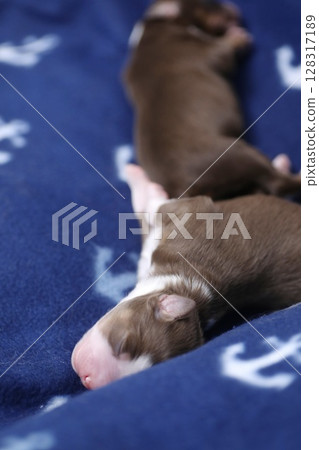 Two puppies are sleeping on a blue blanket with a pattern of anchors 128317189