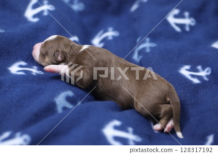 A puppy is sleeping on a blue blanket with anchors on it 128317192
