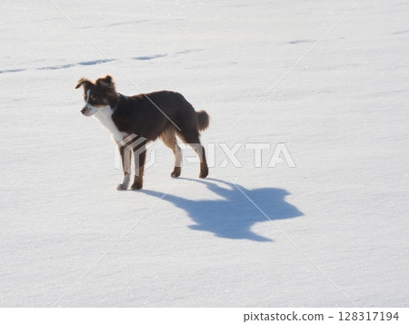A dog is standing in the snow, looking at the camera 128317194