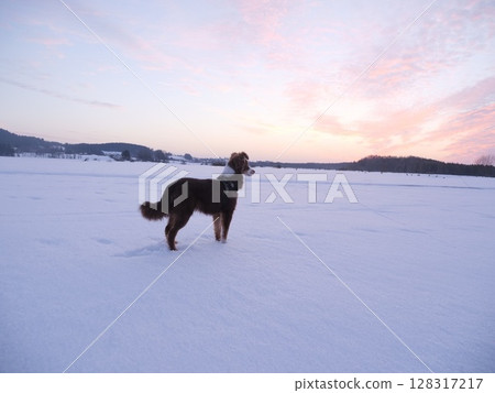 Dog watch snowy winter sunset Dog watch snowy winter sunset 128317217