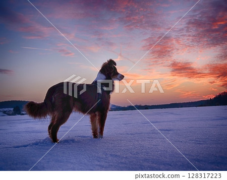 Dog watch snowy winter sunset 128317223