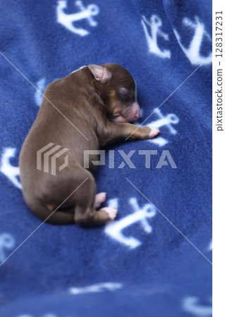 A small brown puppy is sleeping on a blue blanket with a pattern of a 128317231