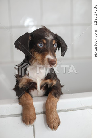 A brown and white dog is sitting in a bathtub 128317236