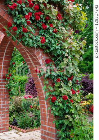 玫瑰園磚牆邊盛開的美麗紅玫瑰花 128317242