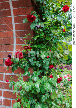 Beautiful red rose flowers blooming by a brick wall in a rose garden Beautiful red rose flowers blooming by a brick wall in a rose garden 128317246