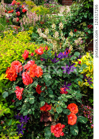 開花在玫瑰園的美麗的橙色玫瑰 開花在玫瑰園的美麗的橙色玫瑰 128317266