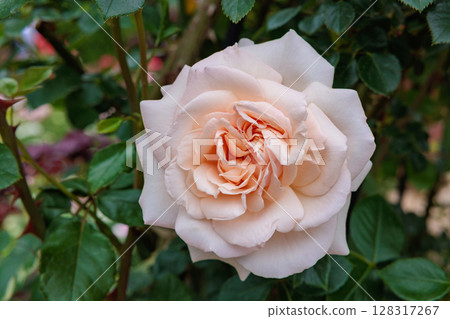開花在玫瑰園的美麗的橙色玫瑰 128317267